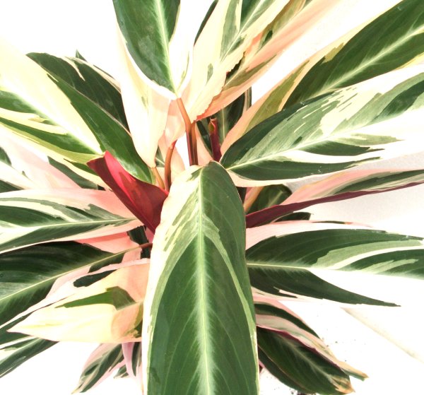 Calathea Triostar